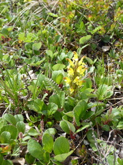 Pedicularis oederi