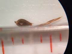 Eleocharis quinqueflora