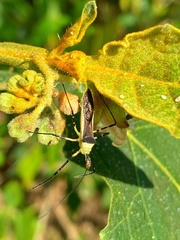 Zelus versicolor