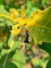 Zelus versicolor