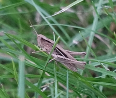Chorthippus albomarginatus