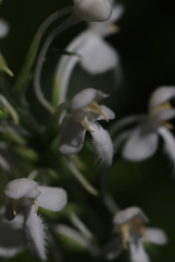 Platanthera blephariglottis blephariglottis