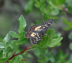 Chlosyne melitaeoides