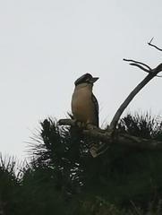 Dacelo novaeguineae novaeguineae