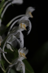 Platanthera blephariglottis blephariglottis
