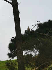 Dacelo novaeguineae novaeguineae