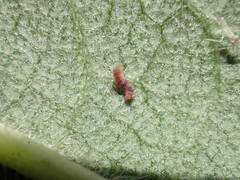 Grapholita funebrana