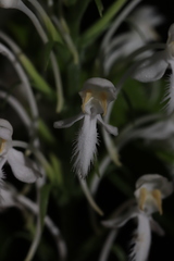 Platanthera blephariglottis blephariglottis
