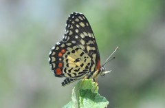 Chlosyne melitaeoides