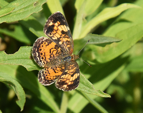 Pearl Crescent photographed in Minnesota