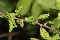 Brachycaudus helichrysi