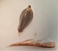 Eleocharis quinqueflora
