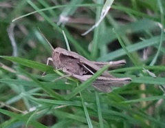 Chorthippus albomarginatus
