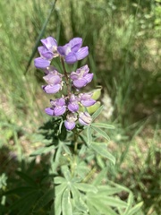 Lupinus angustifolius