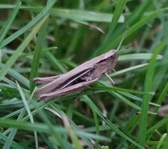 Chorthippus albomarginatus
