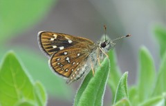 Piruna aea mexicana