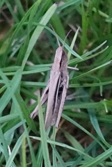 Chorthippus albomarginatus