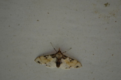 Azochis rufidiscalis