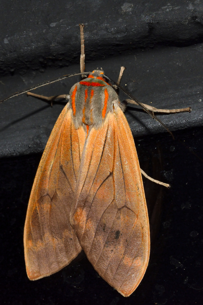 Amastus ochraceator