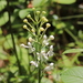 Northern White-fringed Orchid - Photo (c) Sequoia Janirella Wrens, some rights reserved (CC BY-NC), uploaded by Sequoia Janirella Wrens