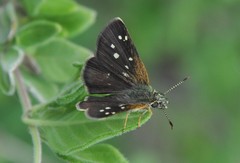 Piruna aea mexicana