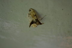 Azochis rufidiscalis