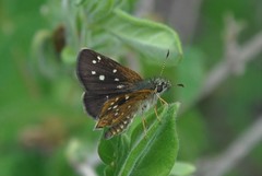 Piruna aea mexicana