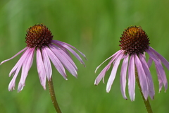 Echinacea simulata