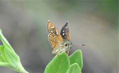 Piruna aea mexicana