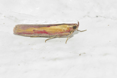 Oncocera
