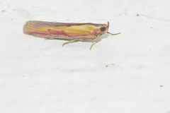 Oncocera