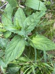 Lobelia inflata