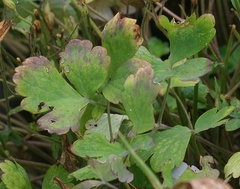 Erynnis lucilius