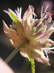 Monardella linoides