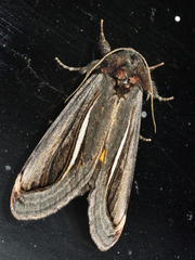 Gerrodes minatea
