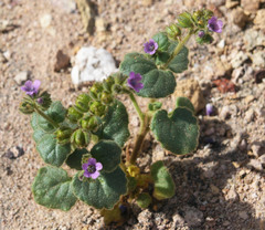 Phacelia pachyphylla