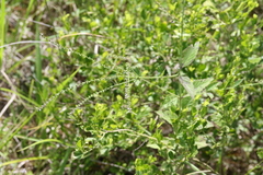 Verbena scabra