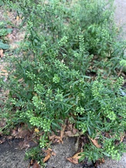 Lepidium