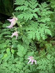 Dicentra eximia