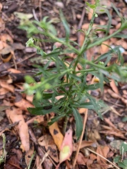 Lepidium