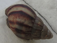 Lissachatina fulica