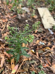 Lepidium