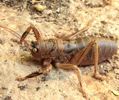 Nesoecia nigrispina