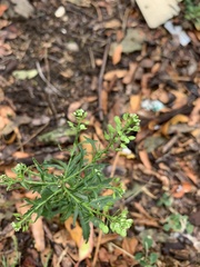 Lepidium