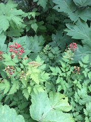 Actaea rubra rubra