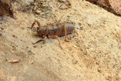 Nesoecia nigrispina
