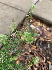 Lepidium
