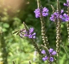 Epeolus bifasciatus