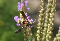 Epeolus bifasciatus