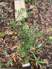 Lepidium